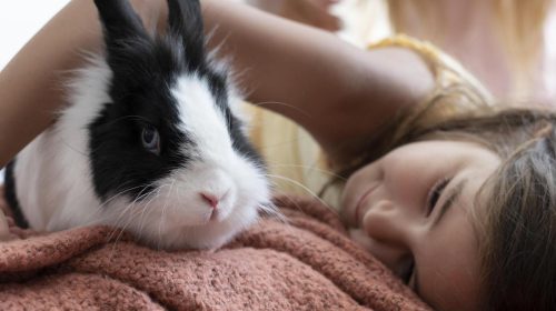qué cuidados necesitan los conejos mascota
