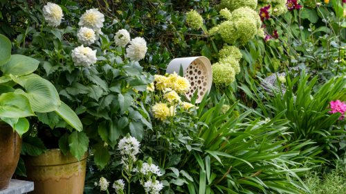 Tendencia de jardinería 2023 - Oda a la naturaleza