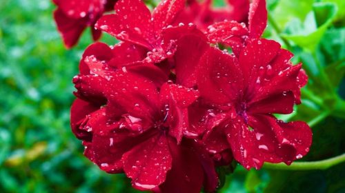 Cómo conseguir que los geranios sobrevivan temporadas de lluvia
