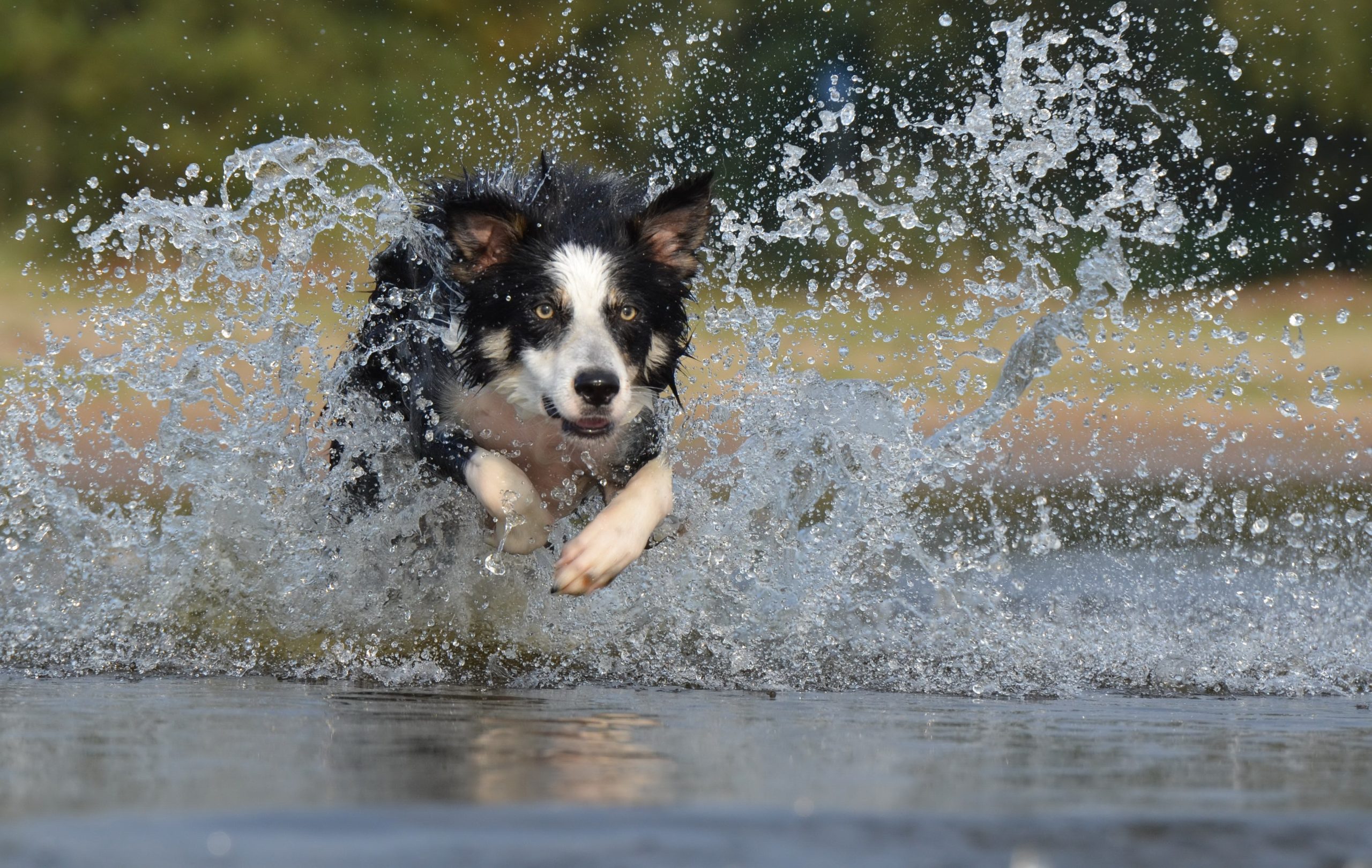 Cómo disfrutar del agua con tu perro sin perder protección antiparasitaria.