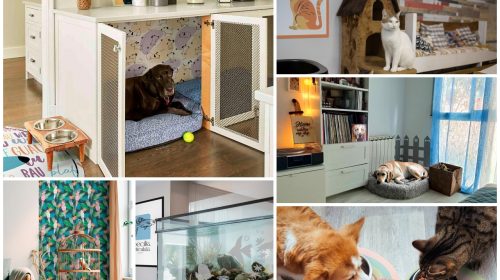 Consejos para decorar rincones cómodos y originales para tus mascotas.