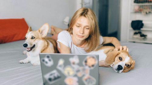 Servicios y coberturas de un seguro para mascotas
