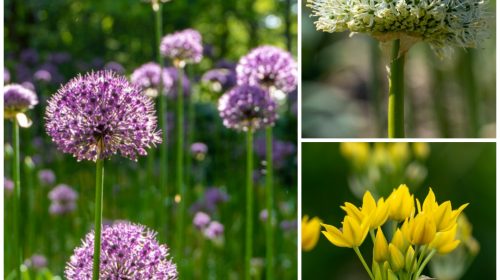 El Allium es el bulbo de flor del año 2023
