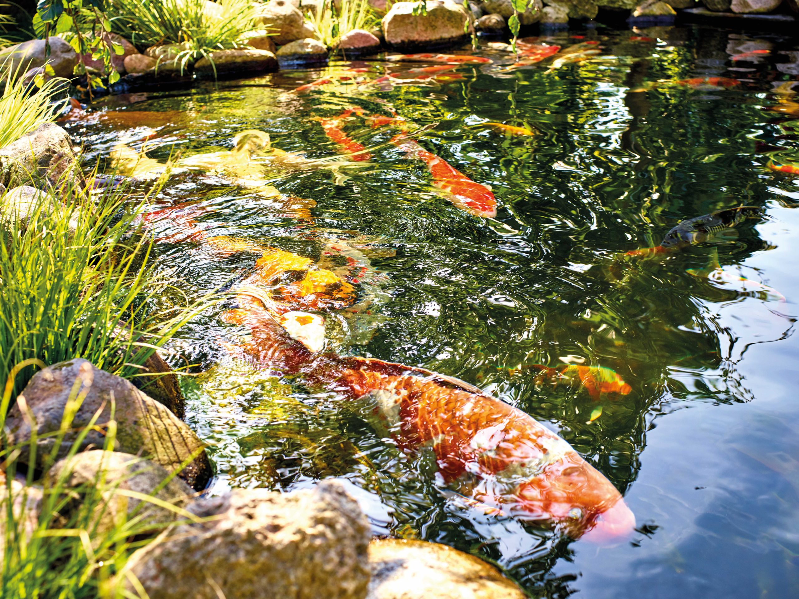 OASE presenta su primer filtro diseñado para estanques exigentes con carpas koi, estanques de natación y piscinas naturales.