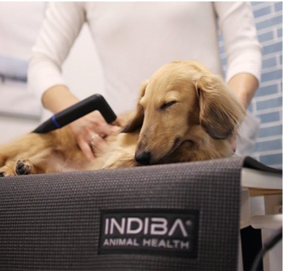 El uso de Indiba en la medicina regenerativa para perros, gatos y caballos.