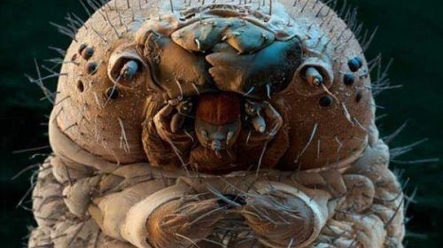 cómo la bacteria Demodex puede afectar a la piel