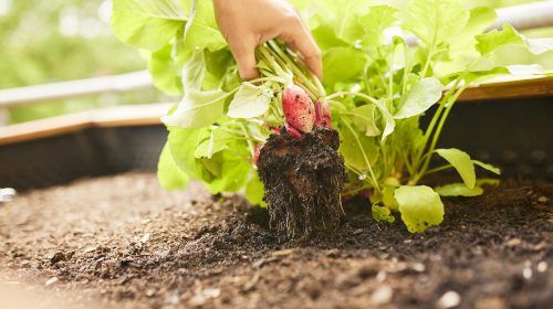 Cultivar tus propios alimentos en casa: la nueva tendencia que arrasa en las ciudades