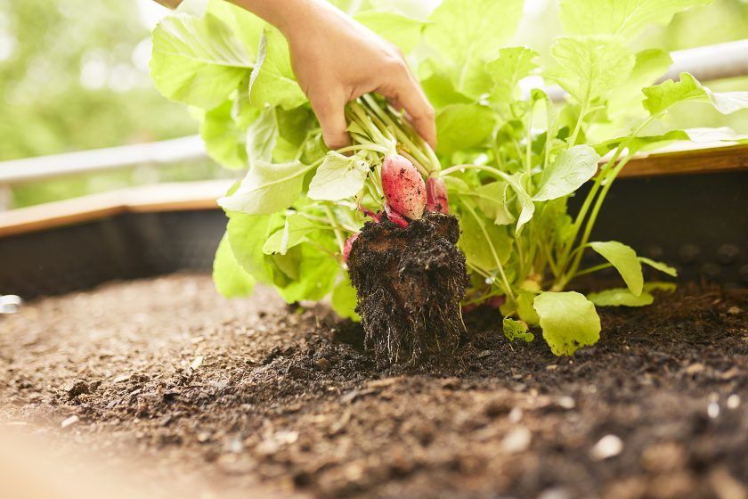 Tendencias en Jardinería: Cultivar tus alimentos en la ciudad Tendencias en Jardinería: Cultivar tus alimentos en la ciudad