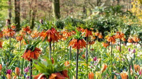 Corona imperial (Fritillaria imperialis) el bulbo que mantiene a raya a topos y ratones.