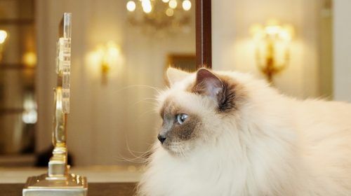 Los mejores hoteles de Europa para viajar con tu mascota.