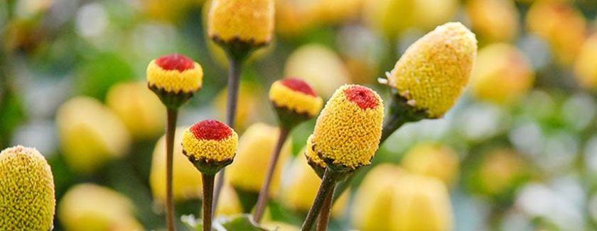 El botox natural: spilanthol, ingrediente revolucionario para el cuidado de la piel.