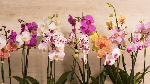 Consejos prácticos para el cuidado de las orquídeas.