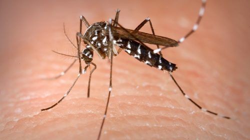 El mosquito tigre: consejos para prevenir picaduras y evitar criaderos en casa.