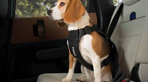 Thule cappy