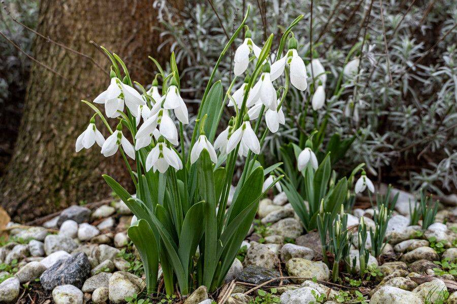 Consejos de jardinería: El Galanthus