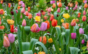 Tipos de tulipán: Cómo elegir el perfecto para tu jardín.