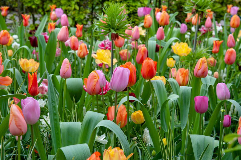 Tipos de tulipán: Cómo elegir el perfecto para tu jardín.