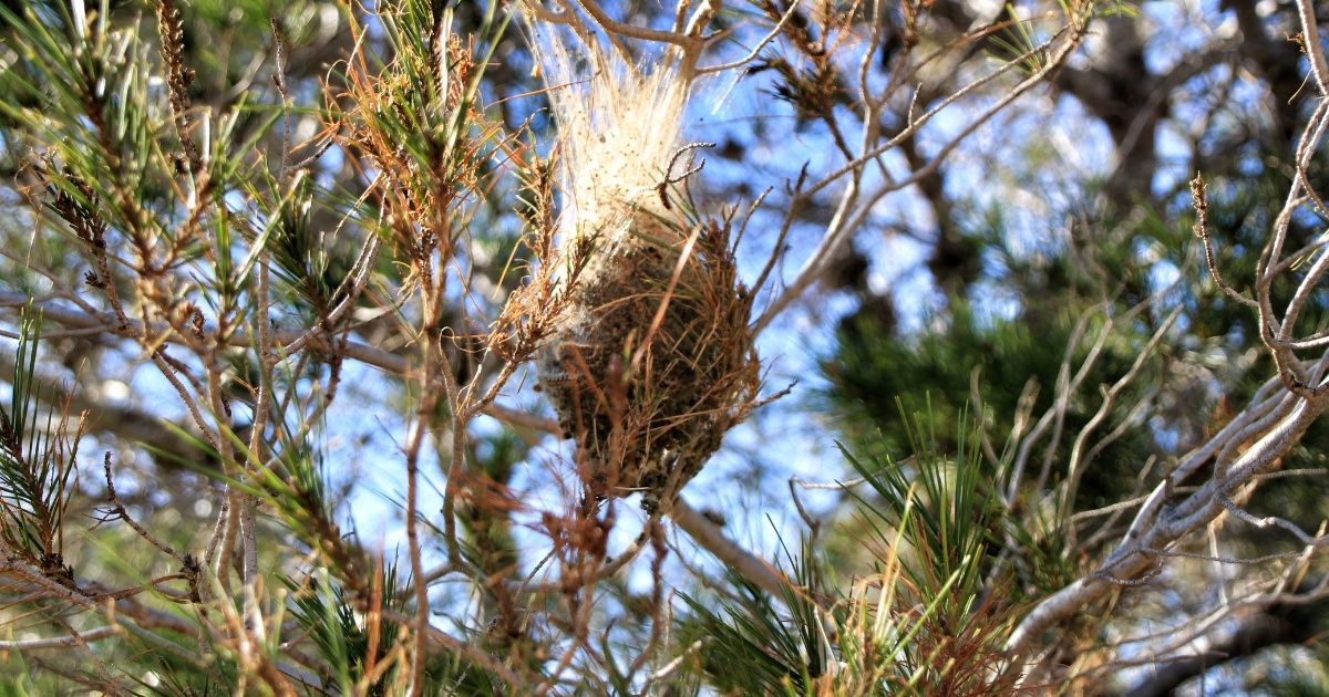 Plagas que hay que vigilar durante los meses fríos.