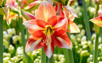 Consejos de jardinería: Cuidados del Amarilis