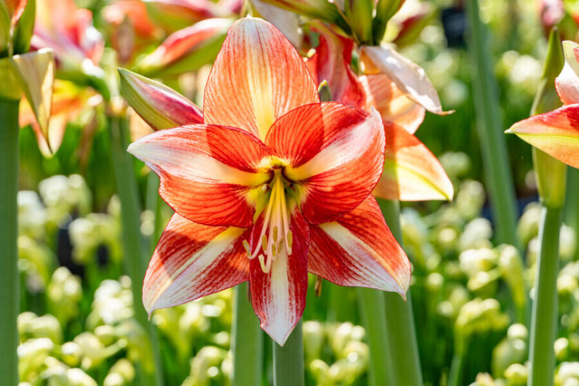 Consejos de jardinería: Cuidados del Amarilis