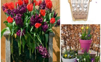 Cómo realizar una plantación en capas