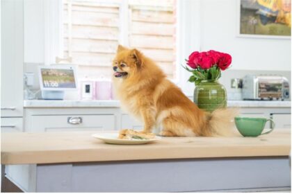 Rutinas inteligentes para mascotas: diversión y bienestar con Alexa.
