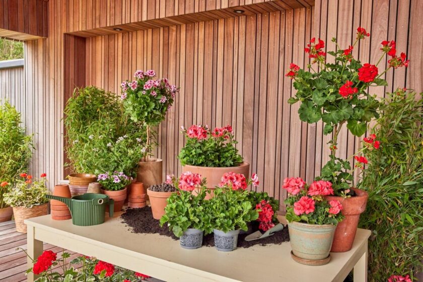 Las claves para cuidar el geranio según la época del año.