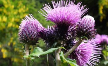 Drenantes: qué son, cómo actúan y por qué son beneficiosos.