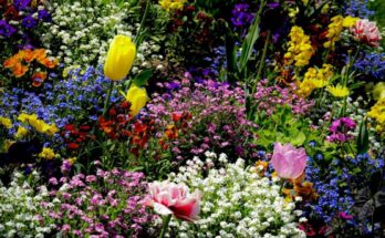 Guía completa para la renovación del jardín en primavera.