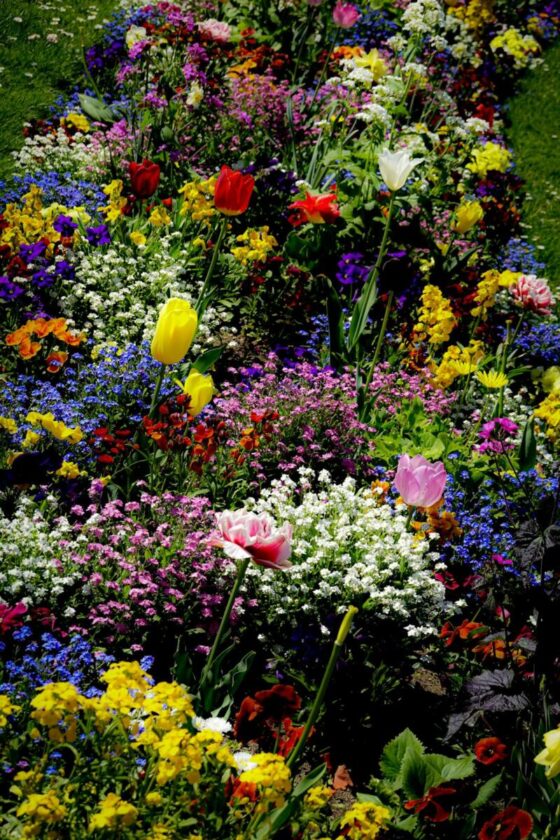 Guía completa para la renovación del jardín en primavera.