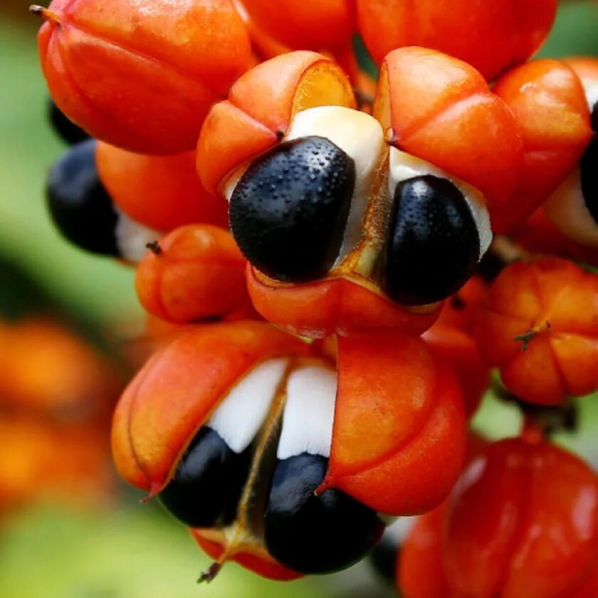 Así nos ayuda el guaraná a combatir la astenia primaveral.