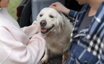 Llega a España el seguro de mascotas sin periodo de carencia ni limitación de centros veterinarios.