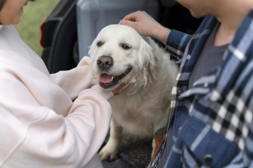 Llega a España el seguro de mascotas sin periodo de carencia ni limitación de centros veterinarios.