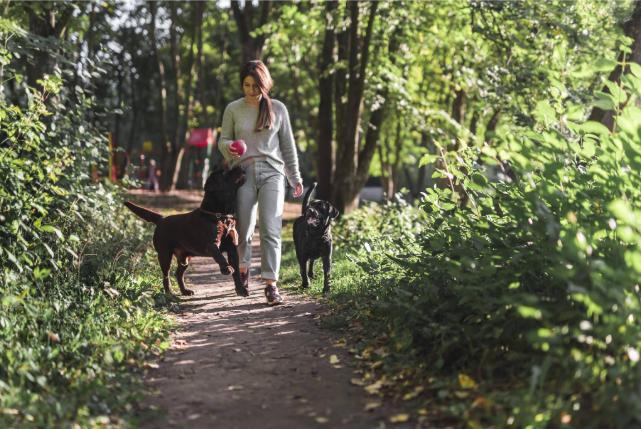 Cómo la llegada del buen tiempo transforma las rutinas y cuidados del perro.