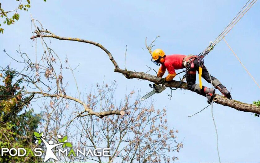 Claves para cuidar los árboles durante las altas temperaturas