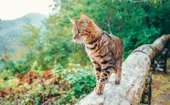 4 rutas para perros y gatos en España y  claves de cómo prepararlos para la aventura