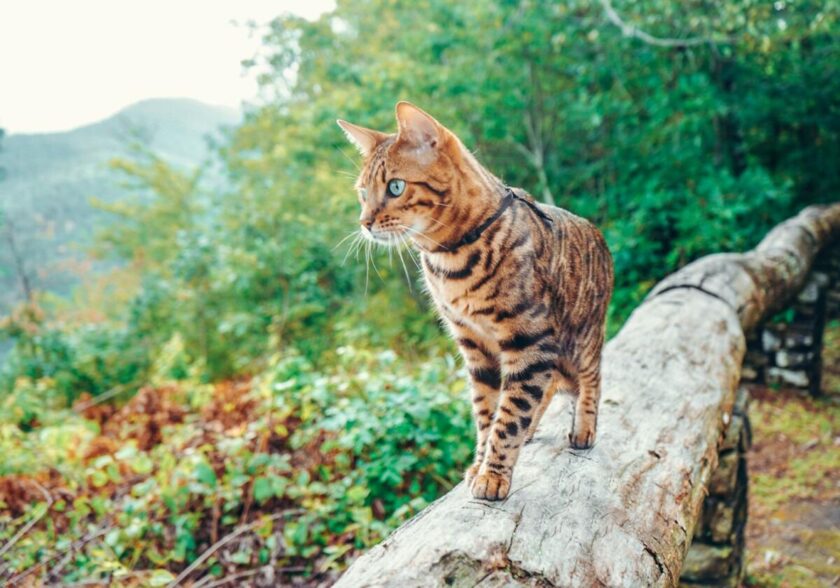 4 rutas para perros y gatos en España y  claves de cómo prepararlos para la aventura