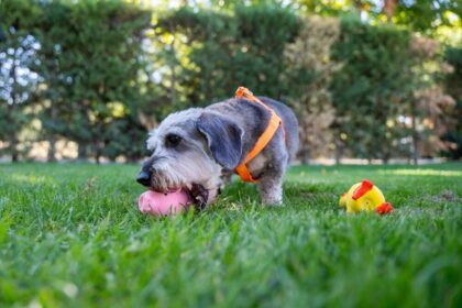 Las 5 claves de los expertos para el bienestar de nuestras mascotas