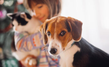 La salud de las mascotas adoptadas y el papel de la prevención en los seguros veterinarios.