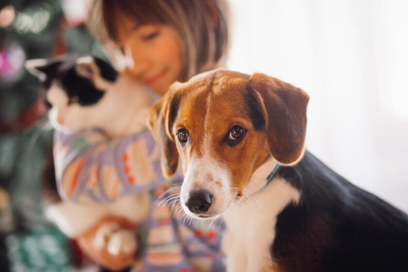 La salud de las mascotas adoptadas y el papel de la prevención en los seguros veterinarios. La salud de las mascotas adoptadas y el papel de la prevención en los seguros veterinarios.