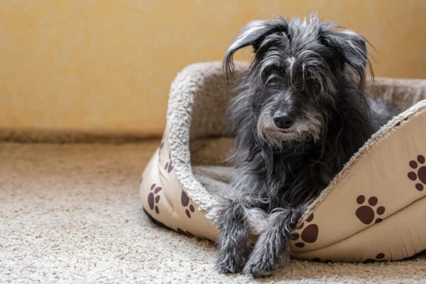 La importancia de la prevención veterinaria en los perros mayores. La importancia de la prevención veterinaria en los perros mayores.